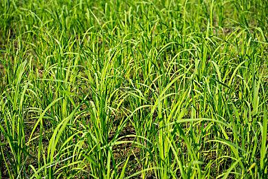 韩国网游《神佑释放》Steam公测 获玩家大量差评