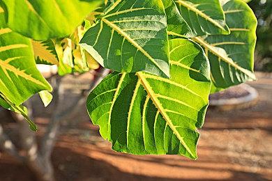 受飓风影响 《ANTONBLAST》推迟至12＆3发行